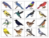 Birds:  mini Matching and Vocabulary Enrichment Cards