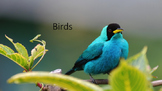 Birds - Powerpoint