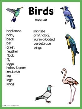 Birds Wordlist and Writing Papers by Science and STEAM Team | TPT