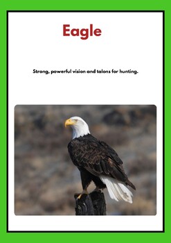 Preview of Birds and Their Characteristics Flashcards