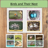Birds and Their Nest Study Activity Science Spring and Summer