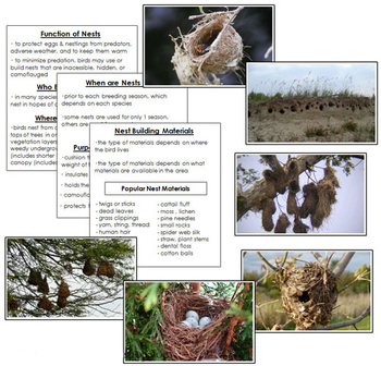 Birds and Their Nests - Information & Photographic Cards