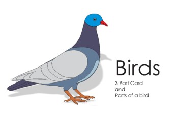 Preview of Birds and Three Parts Cards