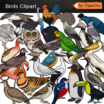 Preview of Bird Clip art Commercial use /Types of birds/ Science clipart