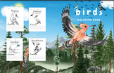 Birds coloring book: :for children size (8.5 *11) (30 pages)
