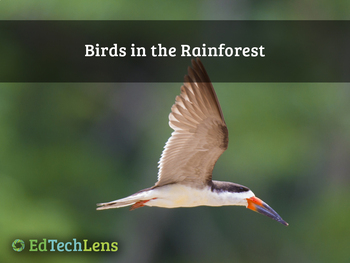 Preview of Birds in the Rainforest Distance Learning PPT