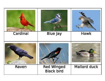 Preview of Birds of New England Cards