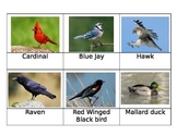 Birds of New England Cards