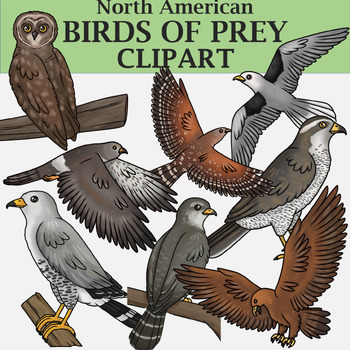 Preview of Birds of Prey Clipart (Raptors)