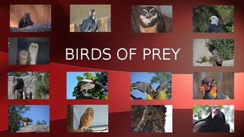 Preview of Birds of Prey-Pictures, diet, habitat, attributes, and babies.