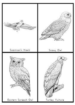 birds of prey list