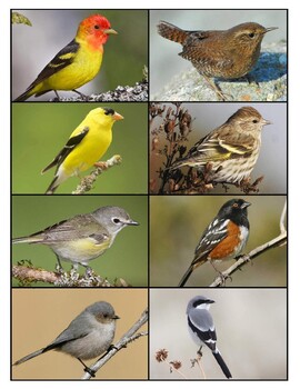 Flash Cards California Coastal Birds Macs Guides