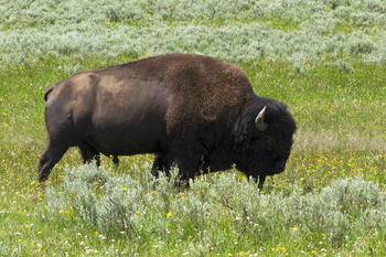 Preview of Bison (Bison bison) in Yellowstone NP, national mammal of the USA stock image