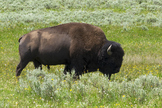 Bison (Bison bison) in Yellowstone NP, national mammal of 