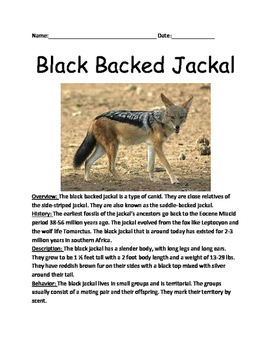 Black Backed Jackal - review article questions facts information vocabulary