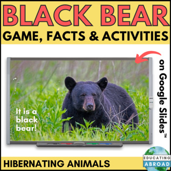 Black Bear Hibernation Activities | Animals in Winter Facts and Game