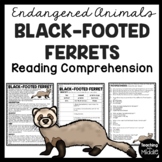 Black-Footed Ferrets Reading Comprehension Worksheet Endan