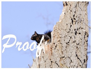 Preview of Black Squirrel Stock Photo