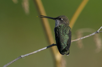 Preview of Black-chinned Hummingbird (Archilochus alexandri) Powerpoint photo for sale.