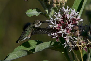 Preview of Black-chinned Hummingbird female (Archilochus alexandri) Powerpoint image.