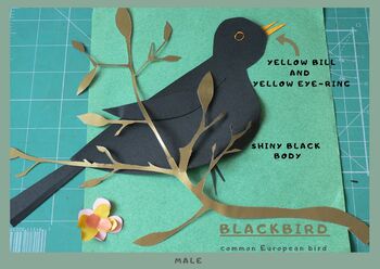 Preview of Blackbird - learn birds and Eng-Rus vocabulary