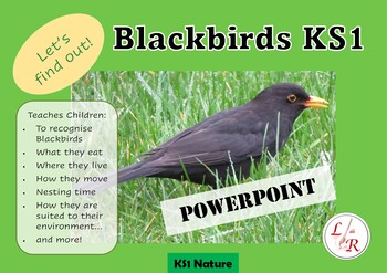 Preview of Blackbirds PowerPoint - KS1 Science Birds Animals Spring