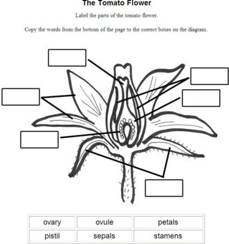 Preview of Blank Parts of the Flower Diagram
