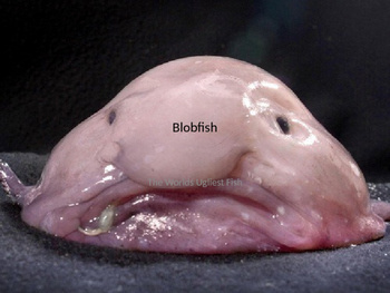 Preview of Blobfish