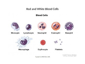 Preview of Blood Cells PPT