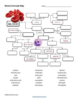Preview of Blood Concept Map (with Key)