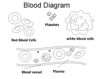 Preview of Blood Diagram Coloring Sheet, Parts of the Blood Printable