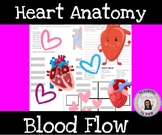 Preview of Heart Anatomy Blood Flow PLTW Principles of Biomedical Science HOSA Activity