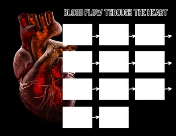 Preview of Blood Flow Through The Heart Flow Chart