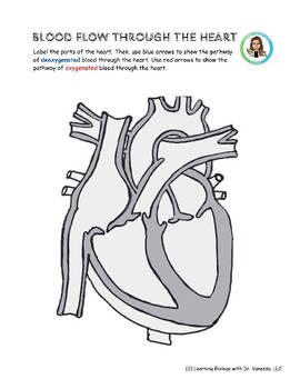 Blood Flow Through the Heart (Pathway of blood) | TPT