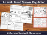 Blood Glucose Regulation - A level Revision Sheet / Knowle