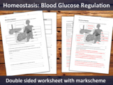 Blood Glucose Regulation Worksheet for A level (Homeostasis)