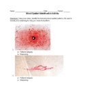 Blood Spatter Identification Activity