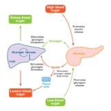 Blood Sugar regulation. Insulin And Glucagon Effect.