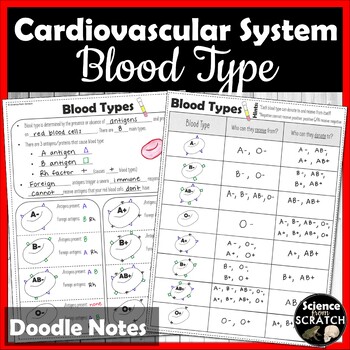 Preview of Blood Type Doodle Notes and PowerPoint | Cardiovascular System | Anatomy