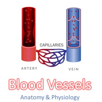 Blood Vessels by 21st Century Science | TPT