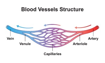 Preview of Blood Vessels Structure. Capilary Blood Flow in Circulatory System.