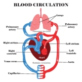 Blood circulation system.