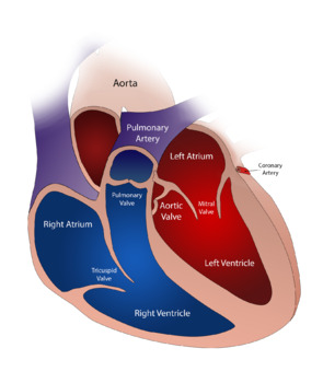 Preview of Blood & the Cardiovascular System Unit Bundle (SIOP & Differentiated)