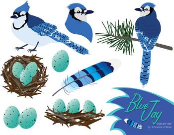 Blue Jay Bird Clip Art Set