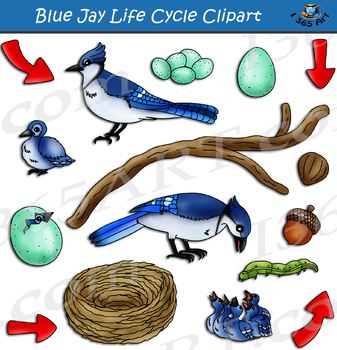 Blue Jay Life Cycle Clipart By I 365 Art Clipart 4 School Tpt