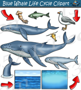 whale life cycle