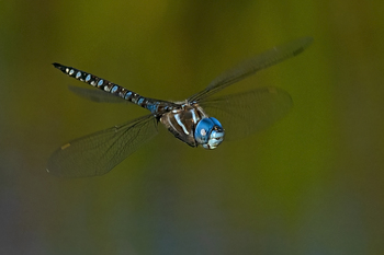 Preview of Blue-eyed Darner (Rhionaeschna multicolor) dragonfly flight Powerpoint photo $50