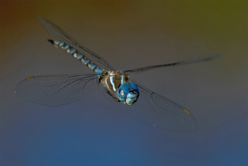 Preview of Blue-eyed Darner (Rhionaeschna multicolor) in flight Powerpoint photo $50