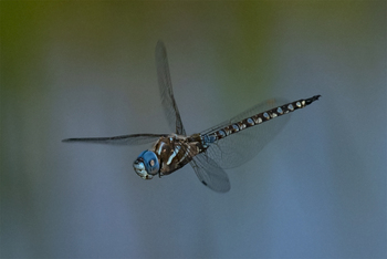 Preview of Blue-eyed Darner (Rhionaeschna multicolor) amazing flight Powerpoint photo $50