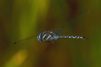 Preview of Blue-eyed Darner (Rhionaeschna multicolor) in flight photo digital download $10